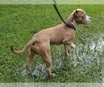 Small American Staffordshire Terrier