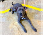 Small #3 American Pit Bull Terrier Mix