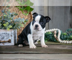 Small Photo #12 Boston Terrier Puppy For Sale in MILLERSBURG, OH, USA