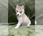Puppy Grey Female Siberian Husky