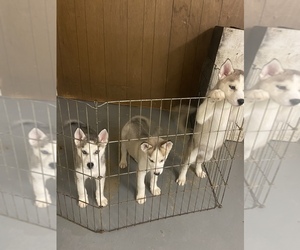 Siberian Husky Puppy for sale in FLORISSANT, MO, USA