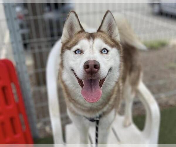 Medium Photo #2 Siberian Husky Puppy For Sale in Martinez, CA, USA