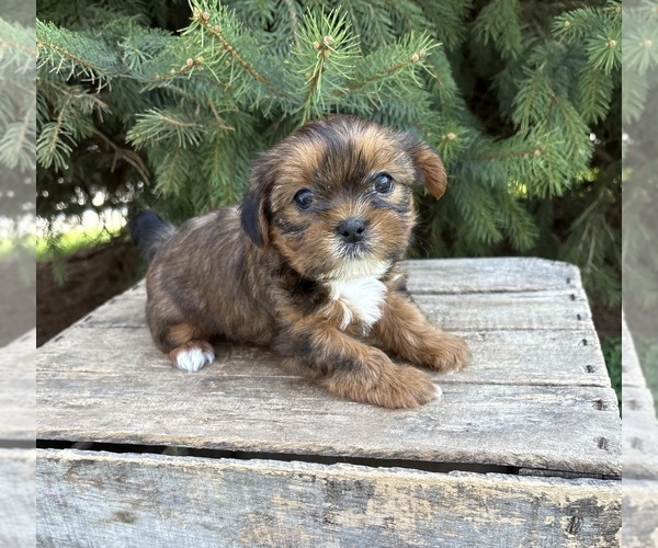 Medium Photo #4 Shorkie Tzu Puppy For Sale in MIDDLEBURY, IN, USA