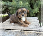 Small #3 Shorkie Tzu