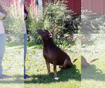 Small #2 Chocolate Labrador retriever-Rottweiler Mix