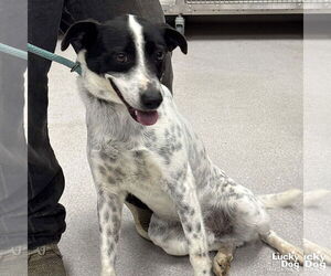 Mutt Dogs for adoption in Washington, DC, USA