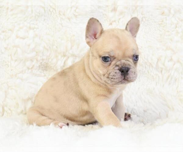 Medium Photo #10 French Bulldog Puppy For Sale in TAMPA, FL, USA