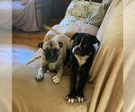 Small #1 Puggle