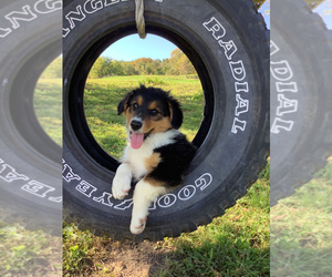 Australian Shepherd Puppy for sale in HILLSBORO, WI, USA