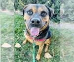 Small #3 Rottweiler Mix