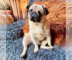 Small #1 Pug