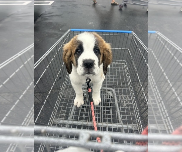 Medium Photo #4 Saint Bernard Puppy For Sale in ANAHEIM, CA, USA