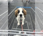 Small #3 Saint Bernard