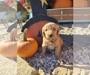 Labradoodle Puppy for sale in WILLIAMSTOWN, KY, USA