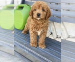Small Photo #6 Goldendoodle Puppy For Sale in SAN DIEGO, CA, USA