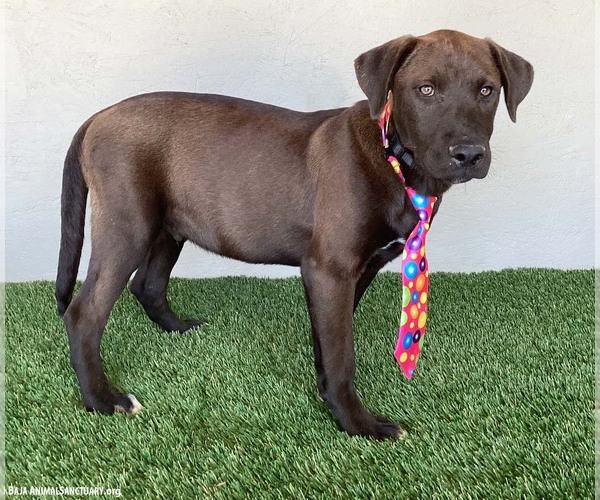 Medium Photo #7 Chocolate Labrador retriever-Weimaraner Mix Puppy For Sale in San Diego, CA, USA