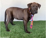 Small #6 Chocolate Labrador retriever-Weimaraner Mix