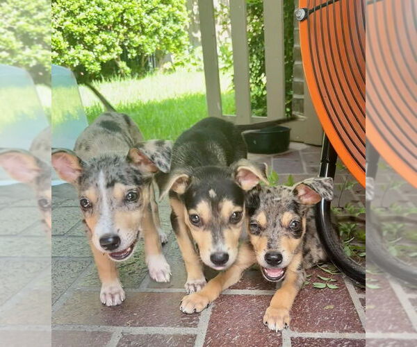 Medium Photo #3 Chihuahua-Unknown Mix Puppy For Sale in Lakewood, CO, USA