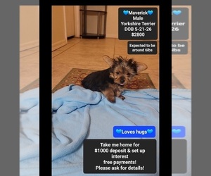 Yorkshire Terrier Puppy for sale in TUCSON, AZ, USA