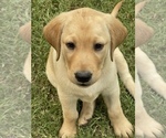 Small Photo #4 Labrador Retriever Puppy For Sale in BROWNS VALLEY, CA, USA