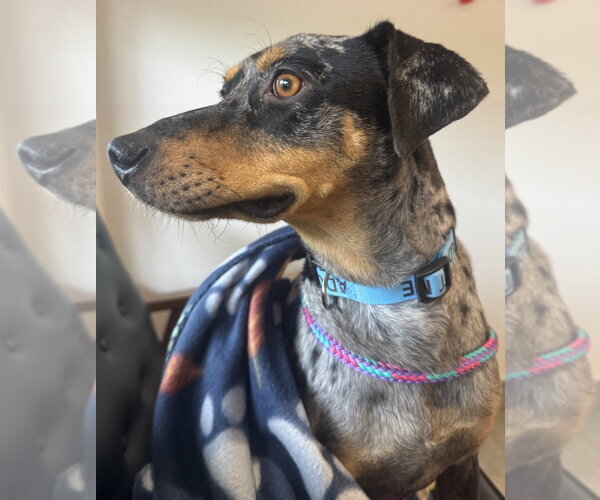 Medium Photo #3 Catahoula Leopard Dog-Unknown Mix Puppy For Sale in Greenbelt, MD, USA