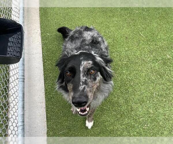 Medium Photo #1 Australian Shepherd-Unknown Mix Puppy For Sale in Grand Prairie, TX, USA