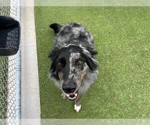 Australian Shepherd-Unknown Mix Dogs for adoption in Grand Prairie, TX, USA