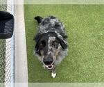 Small Australian Shepherd Mix