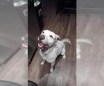 Small Labrador Retriever Mix