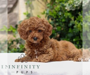 Goldendoodle (Miniature) Puppy for sale in EAST EARL, PA, USA