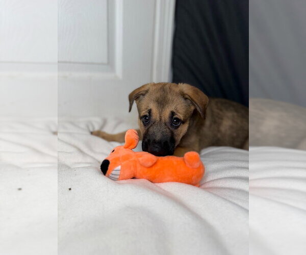 Medium Photo #3 German Shepherd Dog Puppy For Sale in Minneapolis, MN, USA