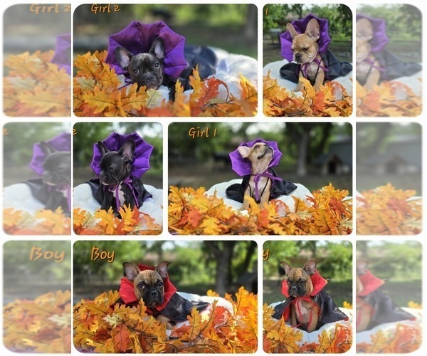 Medium Photo #1 French Bulldog Puppy For Sale in SAN ANTONIO, TX, USA