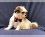 Small Photo #11 Poodle (Miniature)-Shorkie Tzu Mix Puppy For Sale in LAKELAND, FL, USA