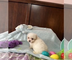 Poodle (Toy)-Yorkshire Terrier Mix Puppy for sale in BENSON, NC, USA