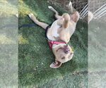 Small #22 American Staffordshire Terrier Mix
