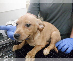 Australian Shepherd-Unknown Mix Dogs for adoption in Oroville, CA, USA