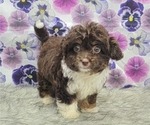 Small Photo #9 Aussiedoodle Miniature  Puppy For Sale in BLAKESBURG, IA, USA