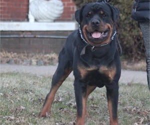 Father of the Rottweiler puppies born on 04/18/2022