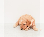 Small Photo #2 Goldendoodle (Miniature) Puppy For Sale in LITTLE ROCK, AR, USA