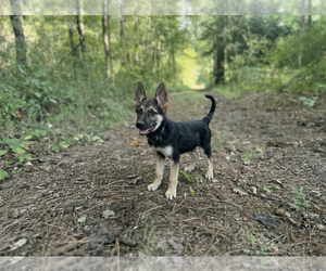 Shepradors Puppy for sale in HANCEVILLE, AL, USA