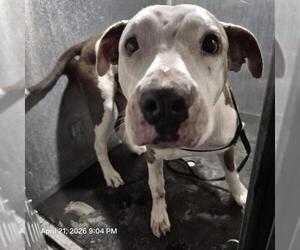 American Staffordshire Terrier-Unknown Mix Dogs for adoption in San Antonio, TX, USA