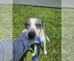 Small #3 Mutt