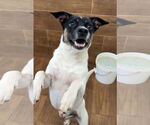 Small Jack-Rat Terrier