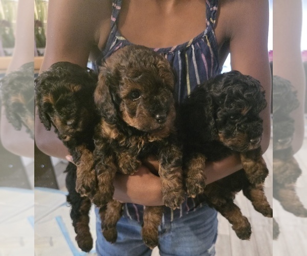 Medium Photo #3 Poodle (Toy) Puppy For Sale in CORAL SPRINGS, FL, USA