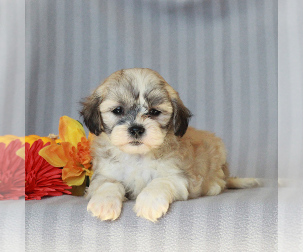 Medium Photo #4 Zuchon Puppy For Sale in NARVON, PA, USA