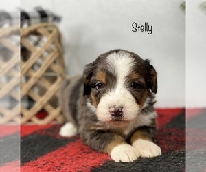 Bernedoodle Puppy for sale in GOSHEN, IN, USA