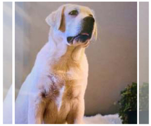 Father of the Labrador Retriever puppies born on 05/14/2025