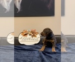 Small Photo #6 Doberman Pinscher Puppy For Sale in PARADISE, TX, USA