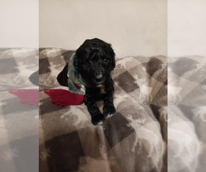 Springerdoodle Puppy for sale in MONTELLO, WI, USA