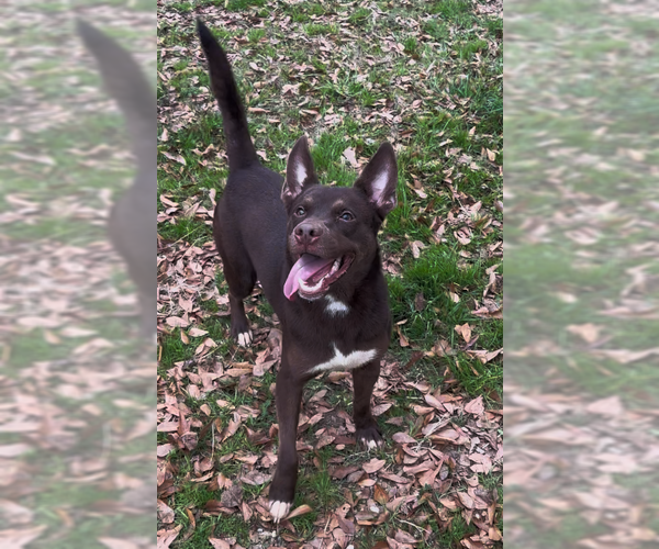 Medium Photo #2 Australian Kelpie-Australian Shepherd Mix Puppy For Sale in Jackson, MS, USA